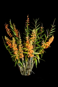 Dendrobium faciferum Santa Fe Sunrise CCM/AOS 88 pts.